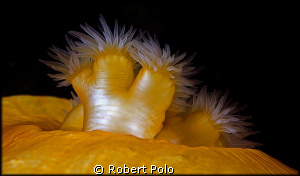 Anemone by Robert Polo 